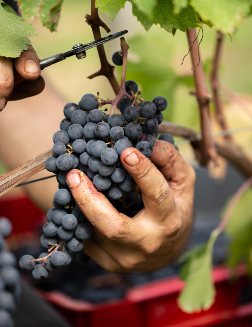 Grappe de raisins, futur vin de la Gaffelière
